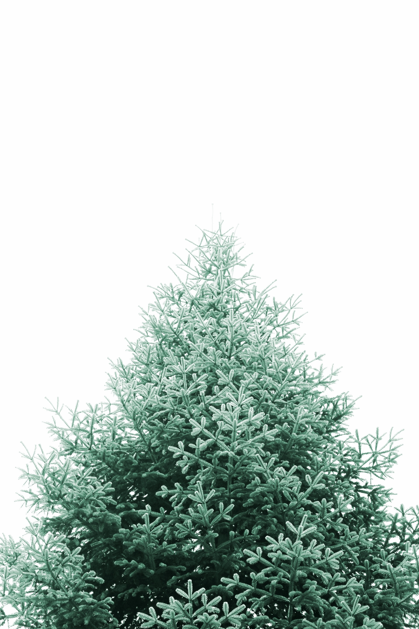 LES ARBRES DE NOEL ET LES INSECTES Comment bien procéder à l — free download